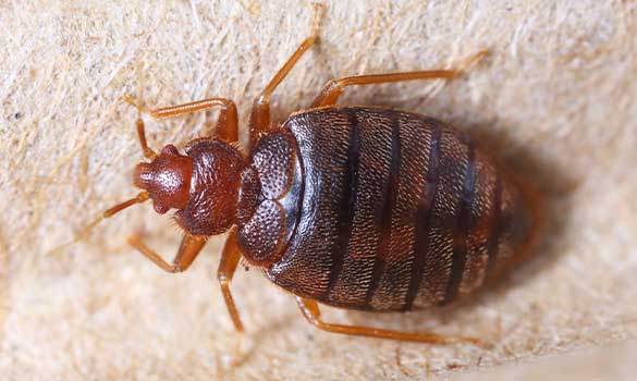 Bed Bug Control Aside Image